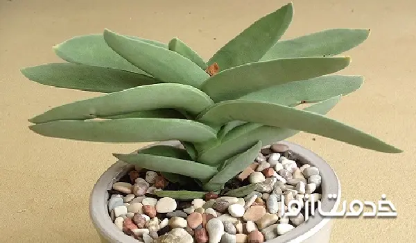 کانسولئا فالکاتا